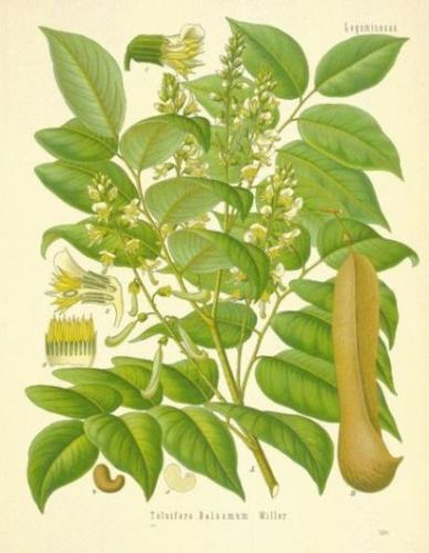 Balsam of Tolu - Myroxylon balsamum (Toluifera balsamum, Balsamum tolutanum, Myrospermum toluiferum) - толу, базилик камфарный, перуанский бальзам